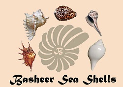 Basheer Sea Shells